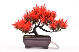 Mini bonsai 3 colores 3203 (1).jpg